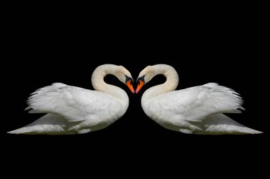 Siyah bir yüzeye izole edilmiş iki kuğu..