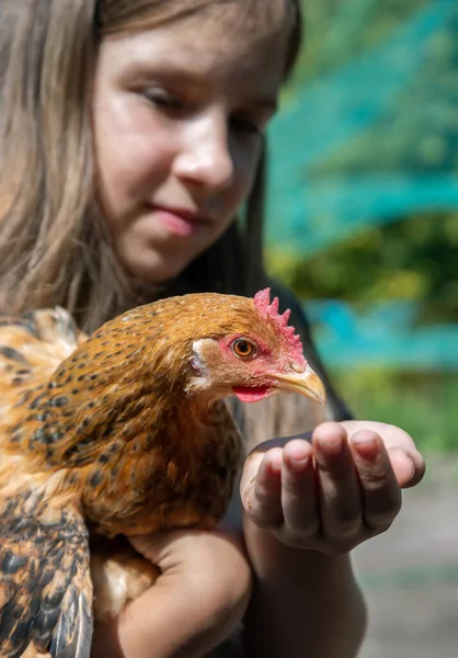 Chica Rural Con Gallina Marrón — Foto de Stock