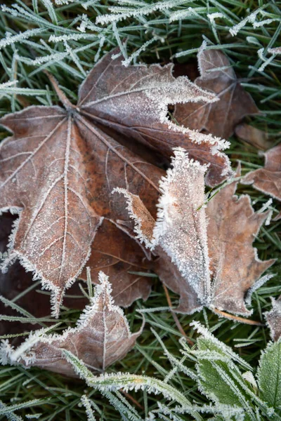 最初の霜は自然界の植物を覆っている — ストック写真