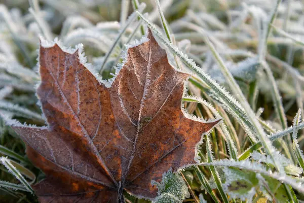 Premier Gel Recouvre Les Plantes Dans Nature — Photo