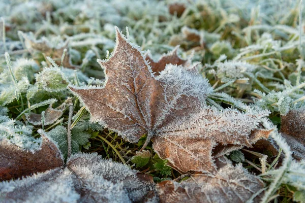 Premier Gel Recouvre Les Plantes Dans Nature — Photo