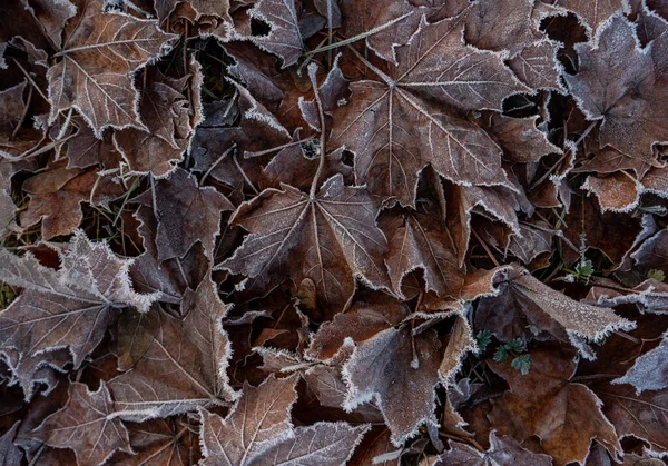 Första Frosten Täcker Växterna Naturen — Stockfoto