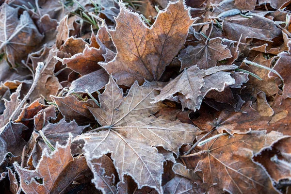 最初の霜は自然界の植物を覆っている — ストック写真