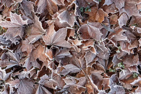 Första Frosten Täcker Växterna Naturen — Stockfoto