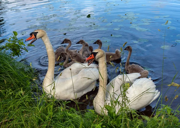 湖の白鳥の家族 — ストック写真