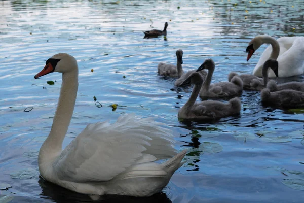 湖の白鳥の家族 — ストック写真