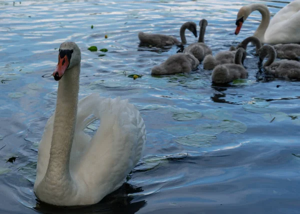 Family Swan Lake — Stock Photo, Image