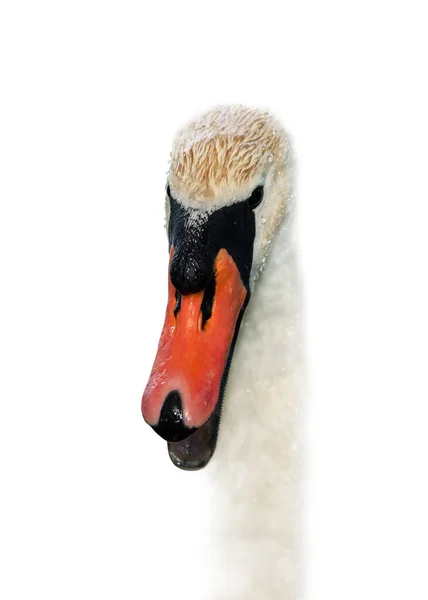 Head Swan White Surface — Stock Photo, Image