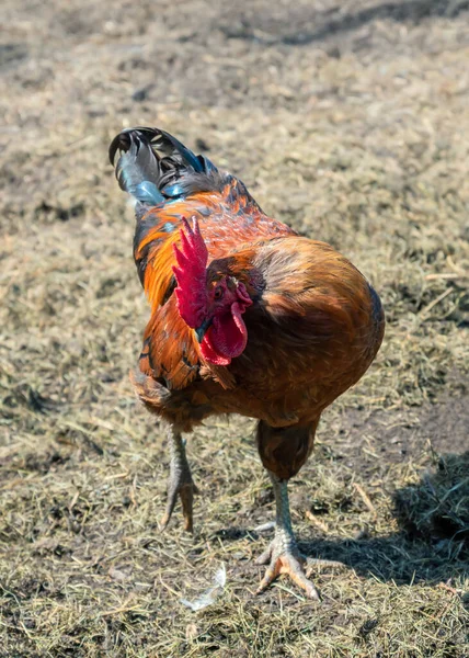 Çiftlik Bahçesinde Kırmızı Horoz — Stok fotoğraf