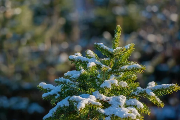 Přírodní Jedle Pokrytá Sněhem — Stock fotografie