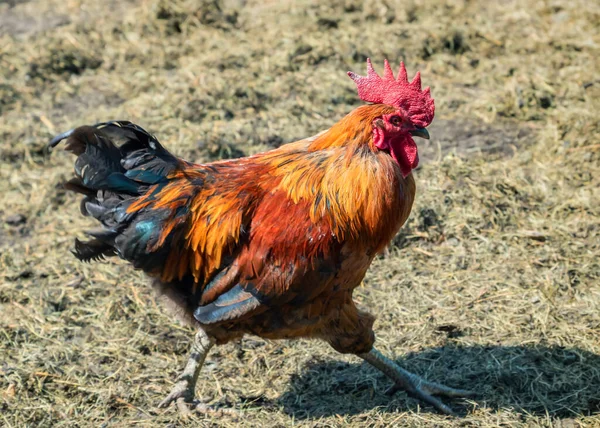 Gallo Rojo Afuera Patio Granja — Foto de Stock