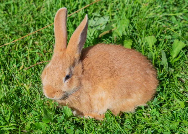 Röd Kanin Grönt Gräs — Stockfoto