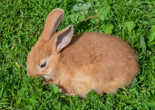 Röd Kanin Grönt Gräs — Stockfoto