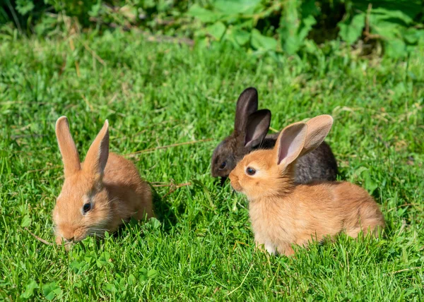 Trois Lapins Sur Une Herbe Verte — Photo