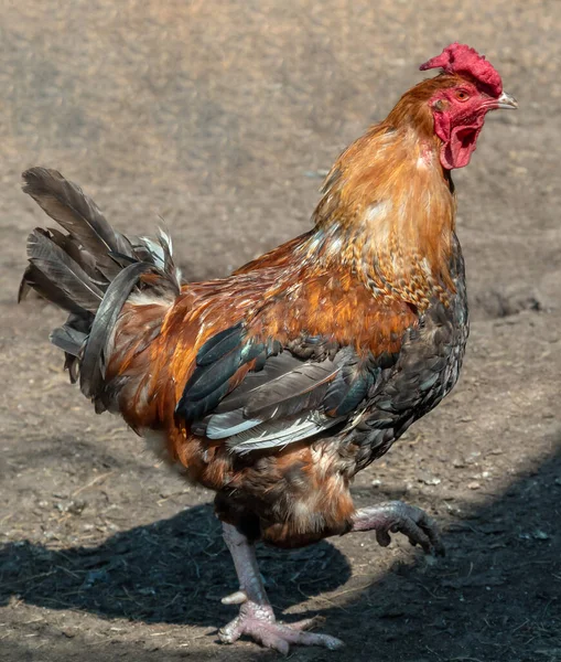 Gallo Rojo Afuera Patio Granja — Foto de Stock