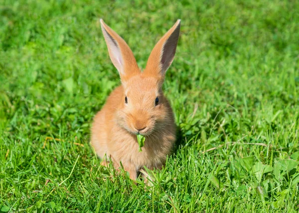 Röd Kanin Äter Grönt Löv — Stockfoto