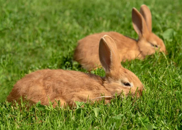 Rote Kaninchen Auf Einem Grünen Gras — Stockfoto