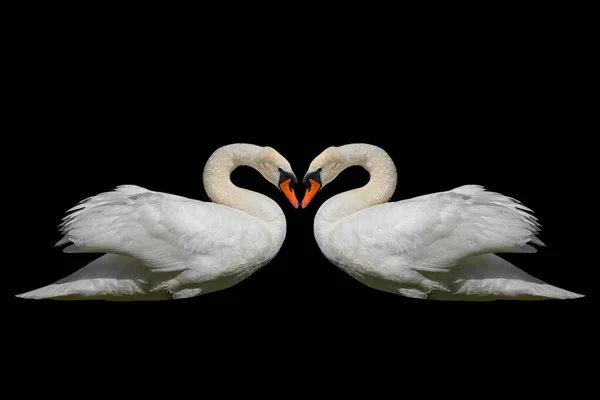 Два Лебедя Изолированные Черной Поверхности — стоковое фото
