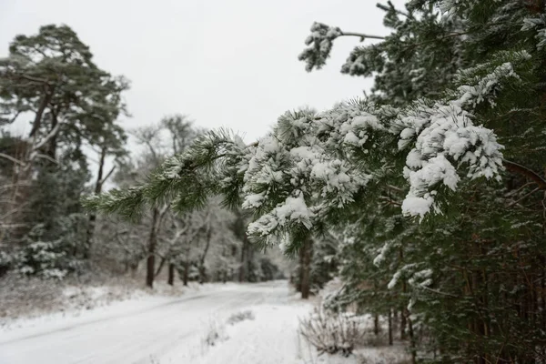 Snowy Road Winter Season — Stock Photo, Image