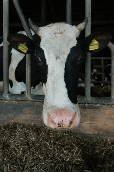 Černá Bílá Kráva Farmě — Stock fotografie