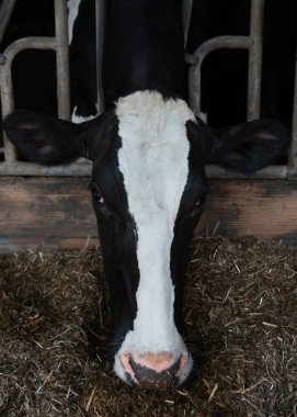 Çiftlikte süt ineği.