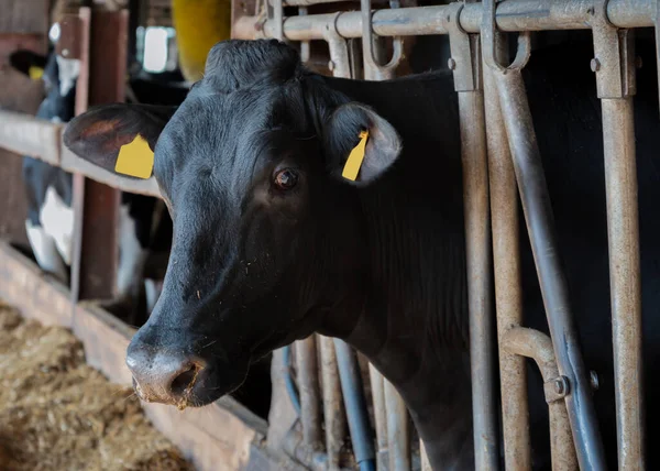 Vaches Laitières Dans Une Ferme — Photo