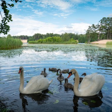Bebekli vahşi bir kuğu ailesi..