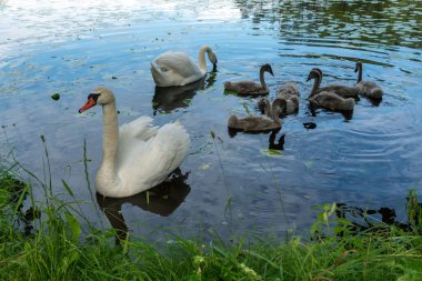 Bebekli vahşi bir kuğu ailesi..
