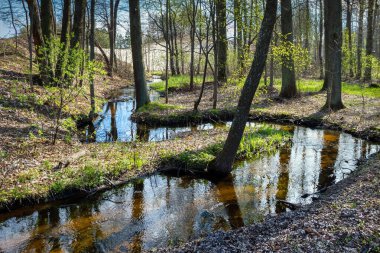 Doğal kaynak ormandan akıyor..