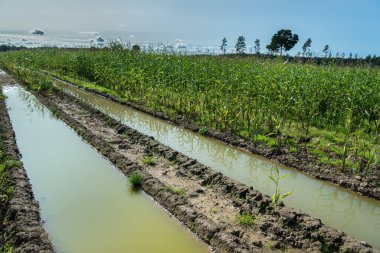 Bir mısır tarlasında sel.