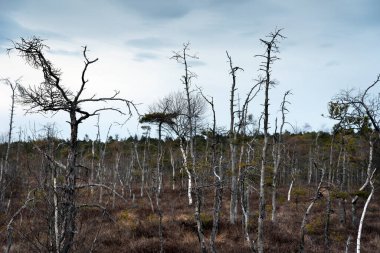 Dunikas 'taki bataklık manzarasına bak. 