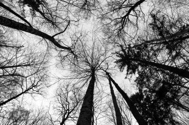 Ormandaki ağaçların tepesinde.