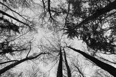 Ormandaki ağaçların tepesinde.