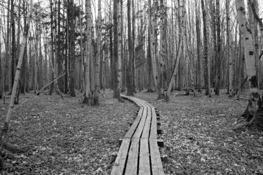 Ormandaki kayın ağaçlarının arasından tahta patika..