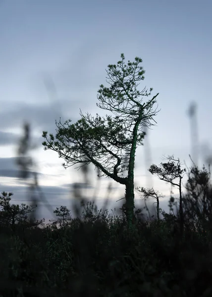 Abstrakt Grönt Ljus Träd Mossen — Stockfoto