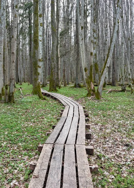 Houten Pad Door Beukenbomen Een Bos — Stockfoto