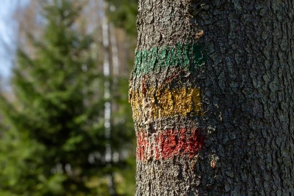 Wegweiser Auf Einem Baum Für Touristen — Stockfoto