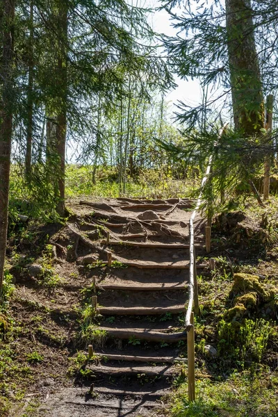 Natural Ground Stair Forest — Stock Photo, Image