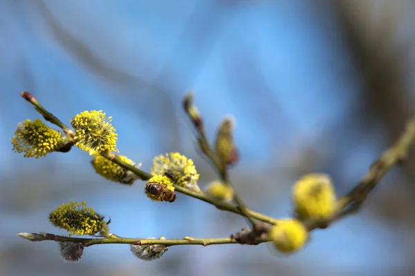 Přírodní Včela Větvičce Vrbového Stromu — Stock fotografie