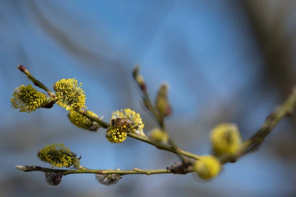 Söğüt Ağacının Dalında Doğal Arı — Stok fotoğraf