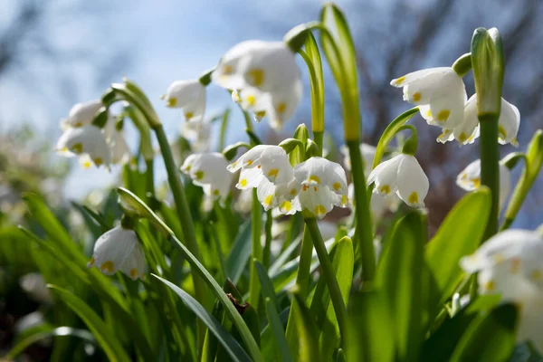 Odla Snödroppar Blomstersäng — Stockfoto