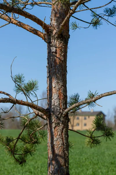 Bagageutrymme För Stora Tallar Och Stora Hus Landet — Stockfoto