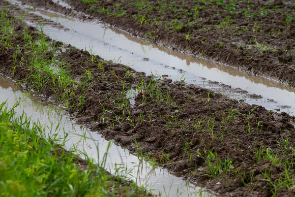 Vista Para Terra Após Chuva Primavera — Fotografia de Stock