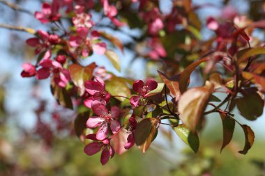 Mor ve kırmızı çiçeklerle açan elma ağacı.