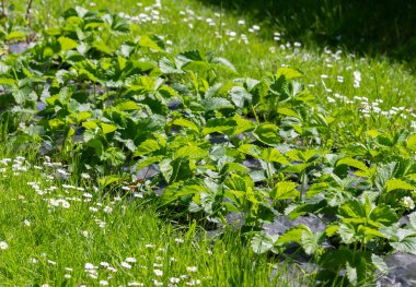 Açık havada yetişen çilek çalıları..