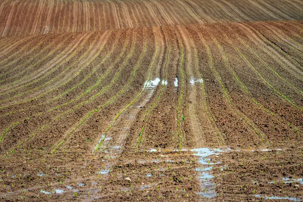 Kilátás Termőföldre Tavasszal Eső Után — Stock Fotó