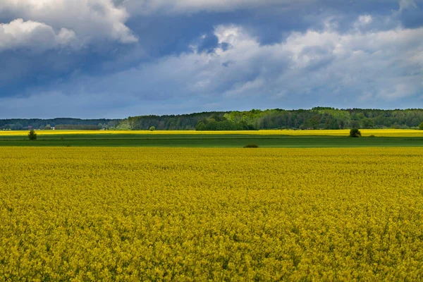 Uitzicht Koolzaad Veld Een Bewolkte Dag — Stockfoto