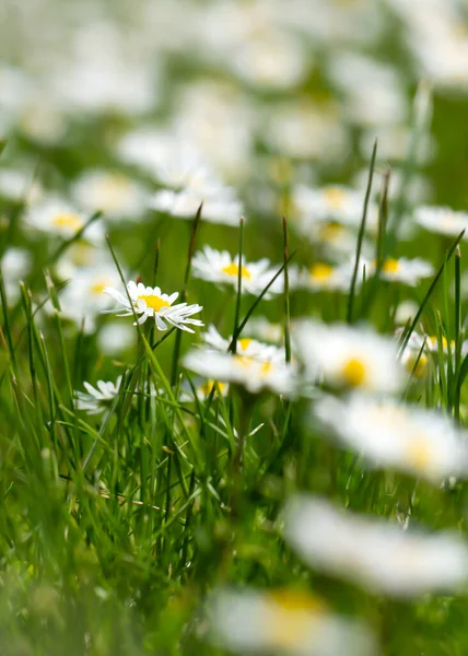 Blooming White Daisies Lawn — Stock Photo, Image