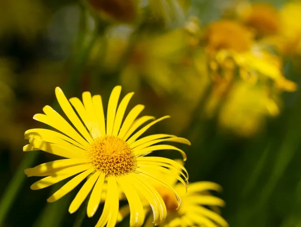 Квітучі Жовті Ромашки Газоні — стокове фото