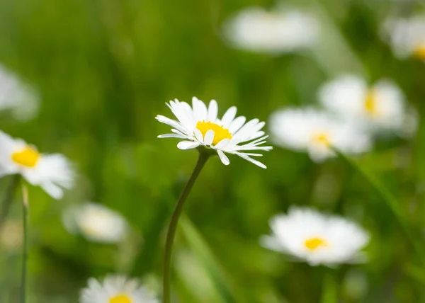 Marguerites Blanches Fleurs Sur Une Pelouse — Photo